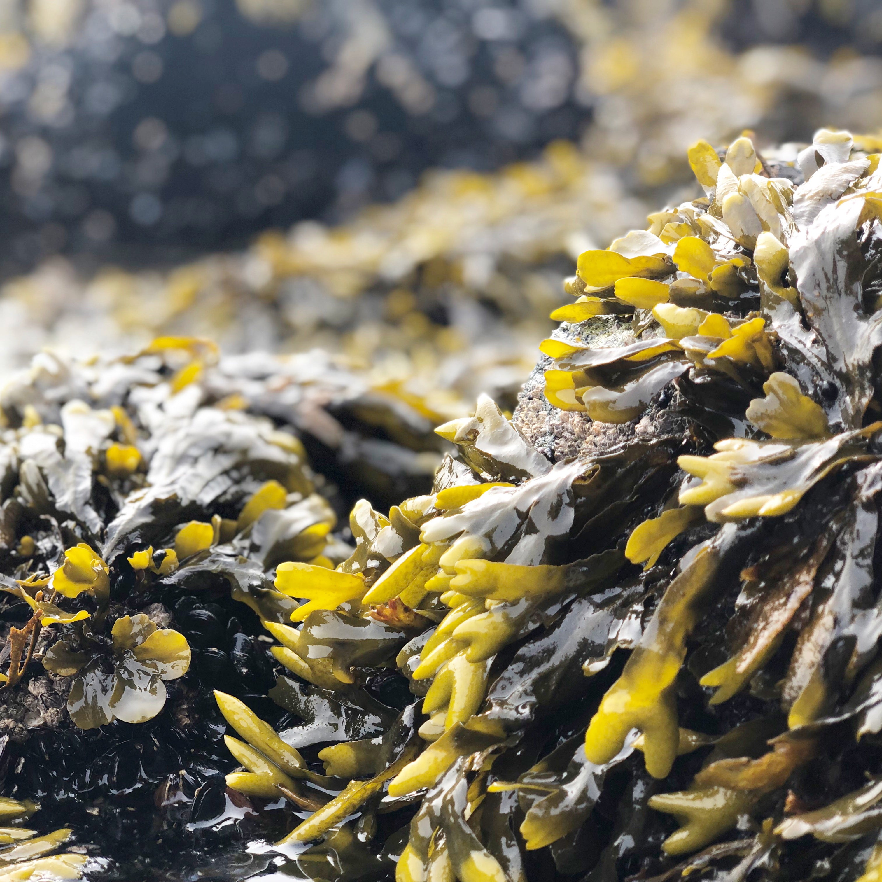 The Benefits of Bladderwrack