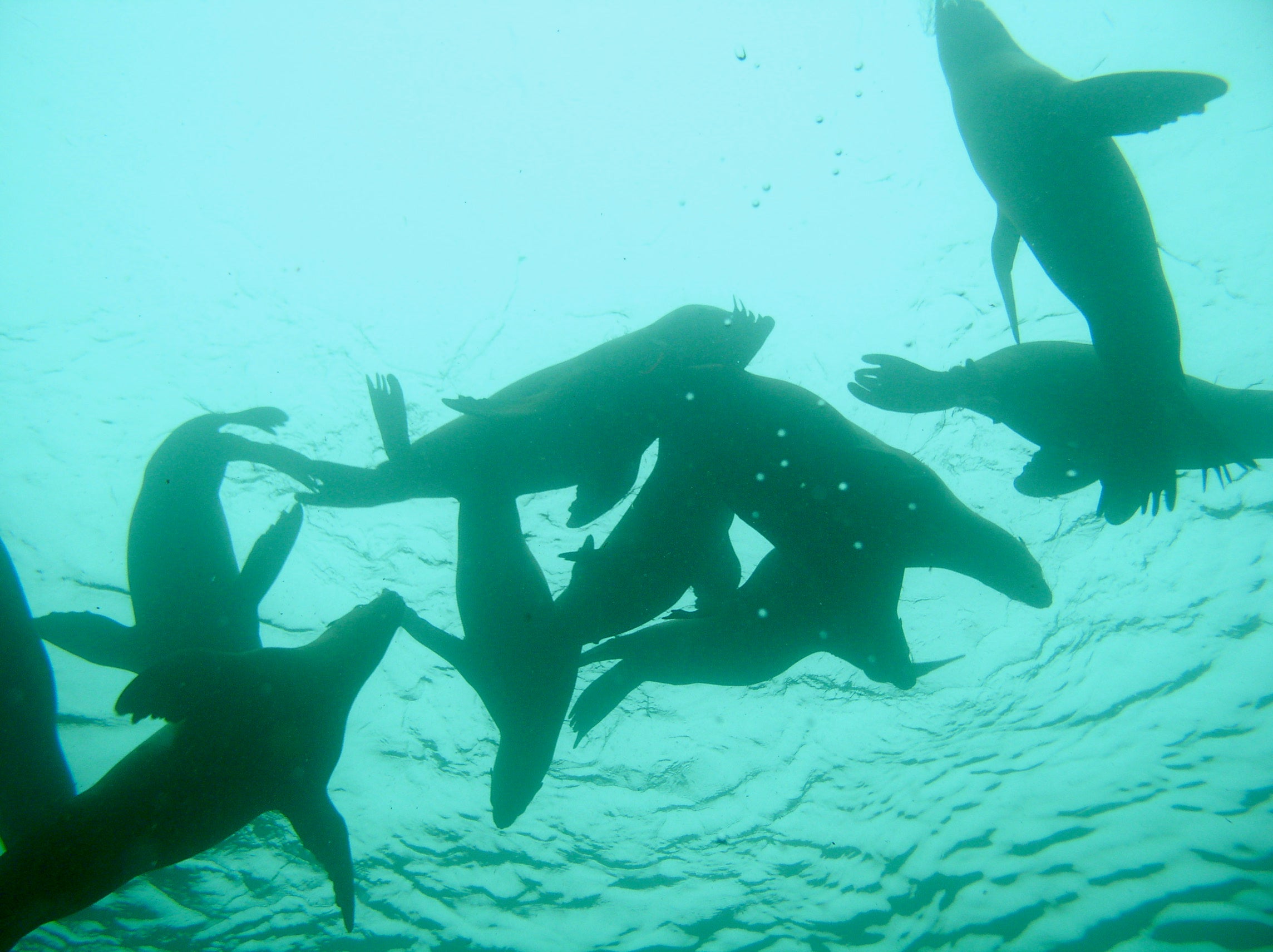 Biodegradable Plastics