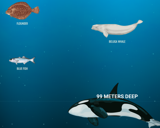 The Deep Sea