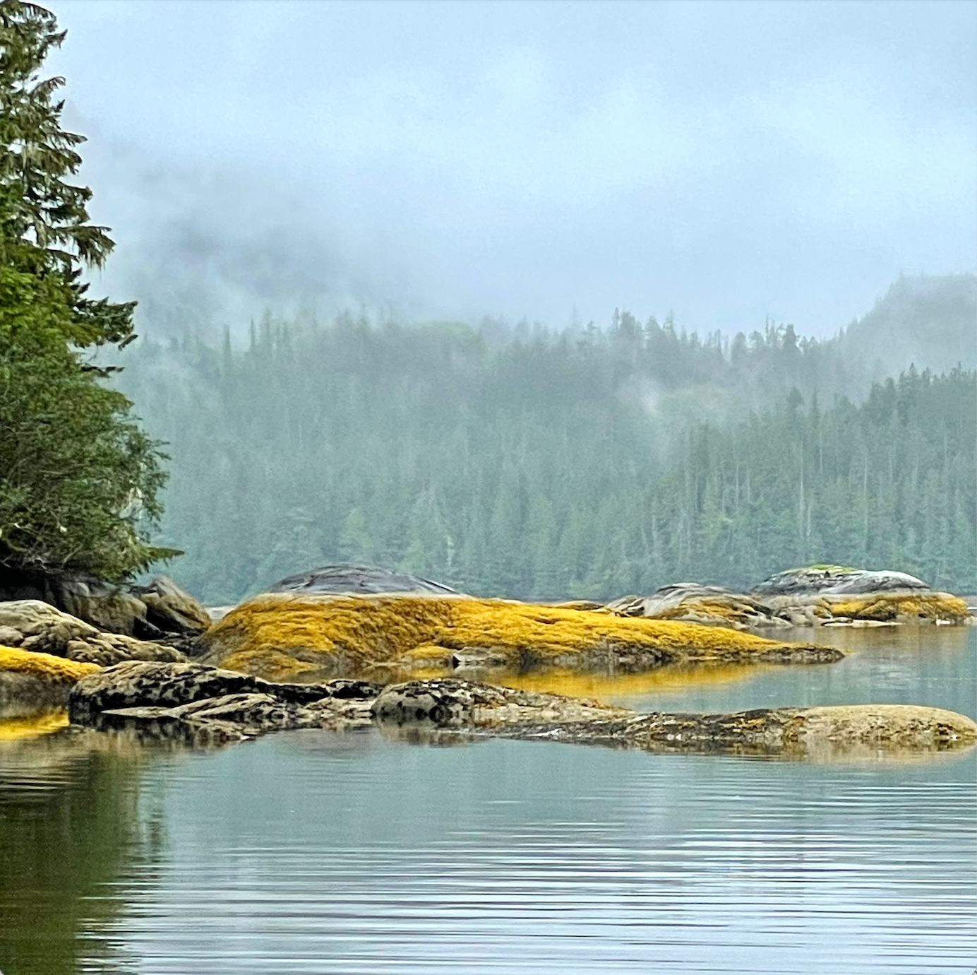 Fucoidan, Laminarin, and Phlorotannins The Goods in Brown Seaweed