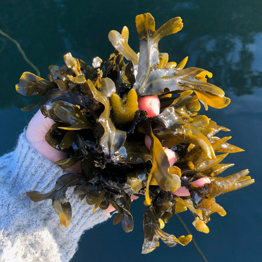Seaweed is like the Avengers for your Skin – It Fights! It Protects! It’s Awesome!