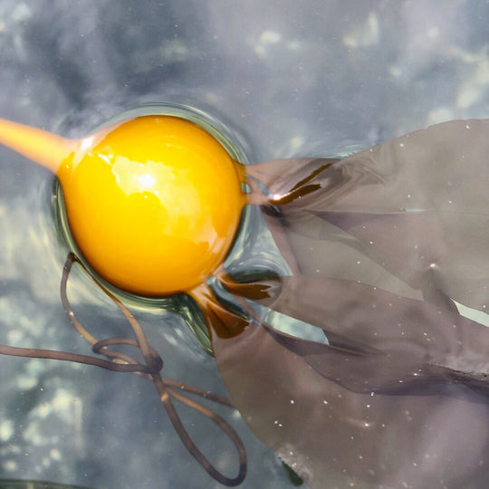 bull kelp floating on the surface of water