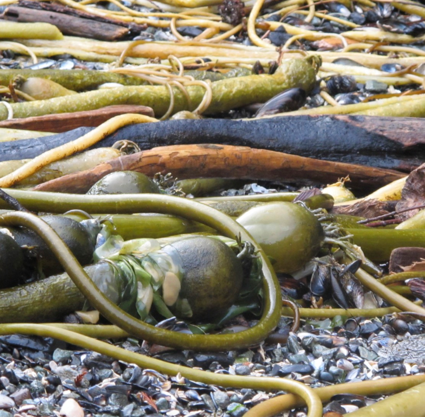 Bull kelp on the beach