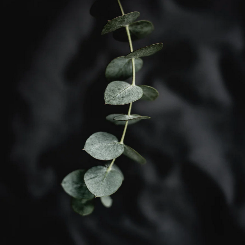 eucalyptus oil good for skin