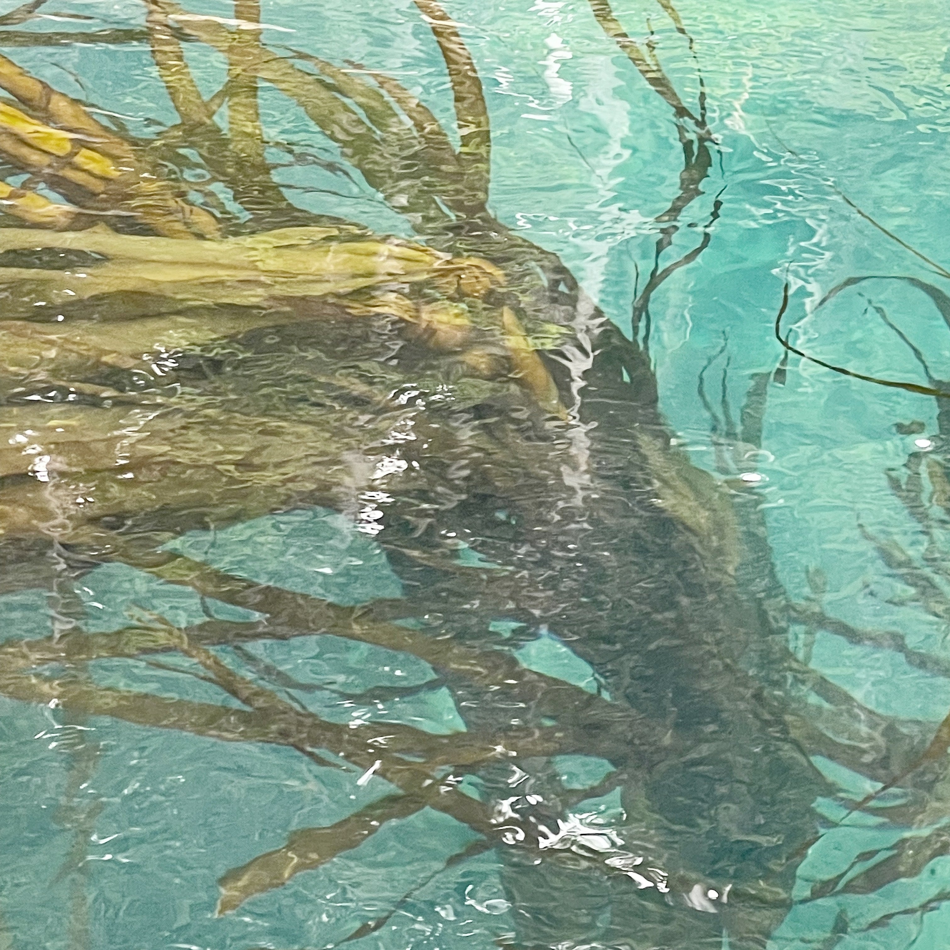 Fucoidan benefits for skin