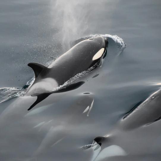 google ai can help our whales