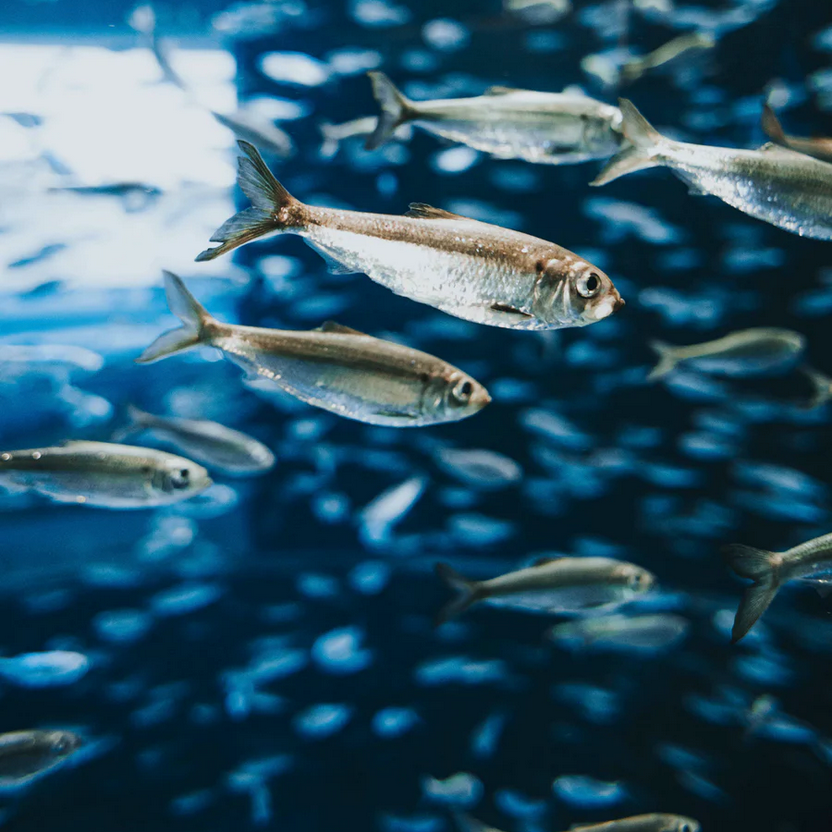 Herring Fish Rely on Seaweed