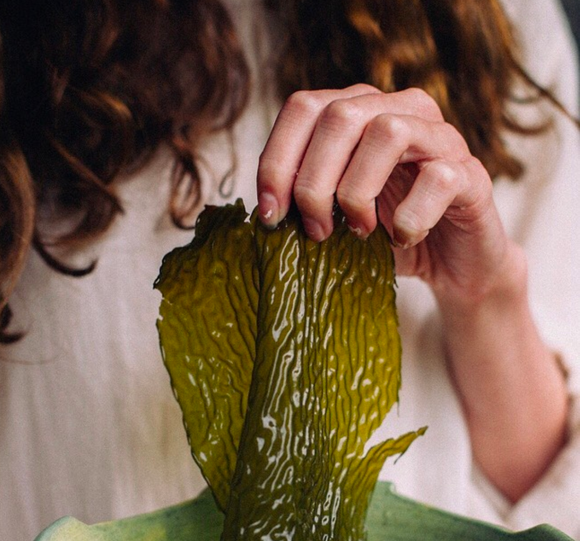 kelp prepared to use in skincare