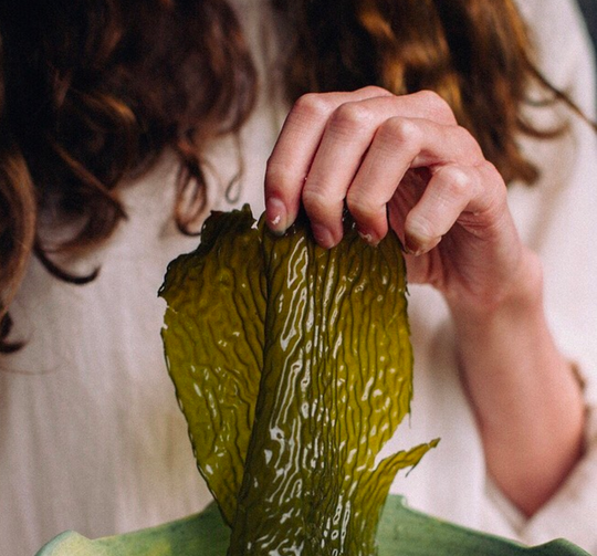 kelp prepared to use in skincare