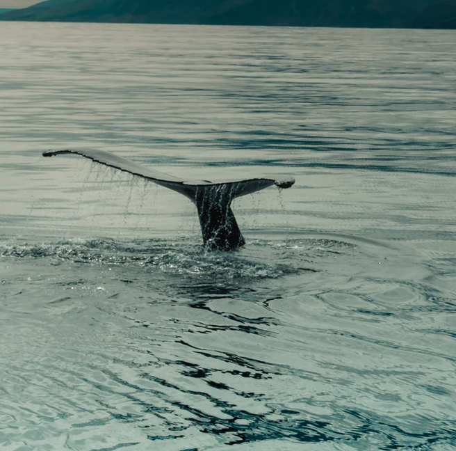 humpback whale migration