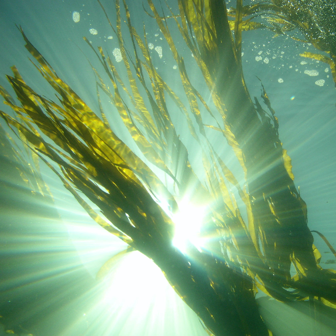 Kelp Benefits for Skin
