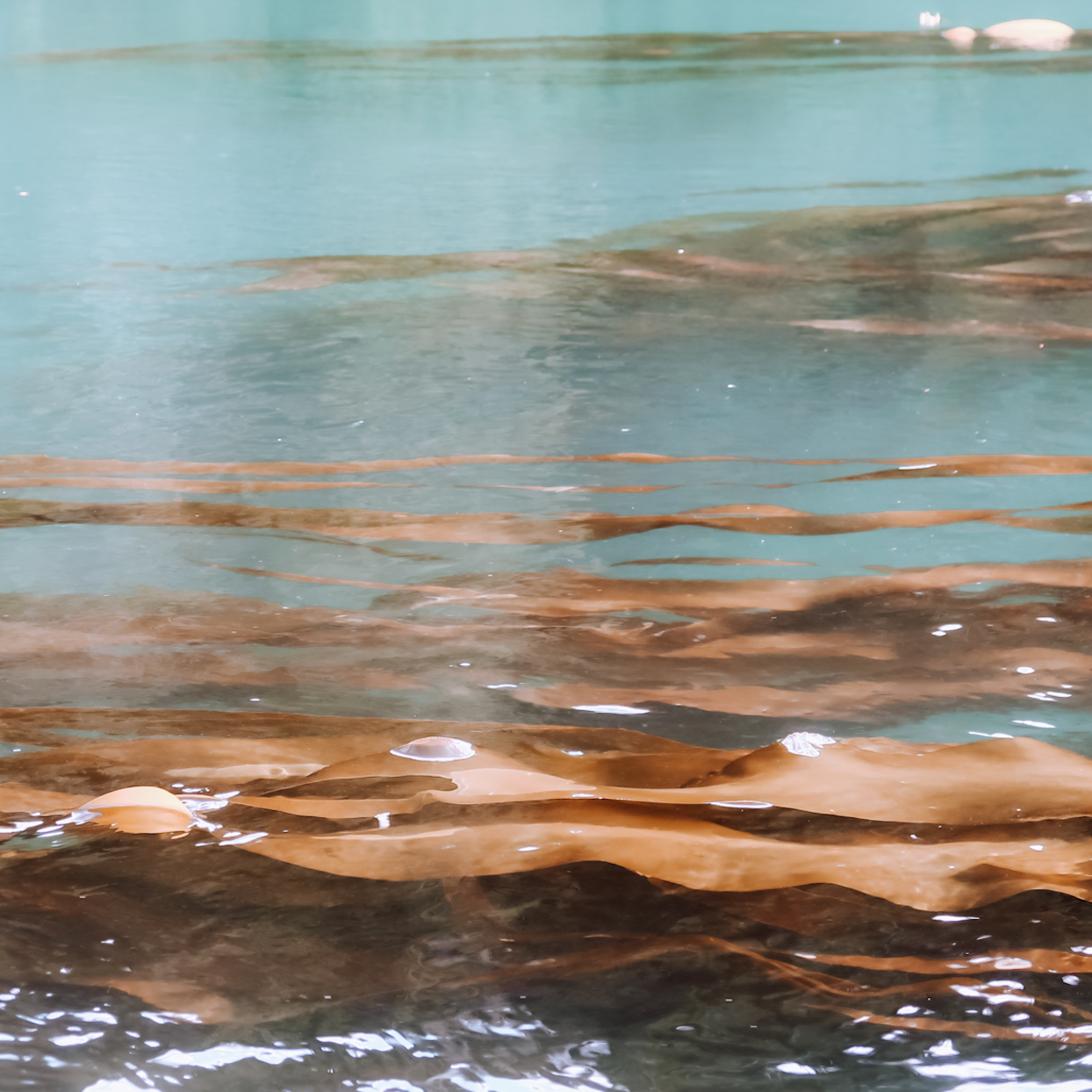 bull kelp in water