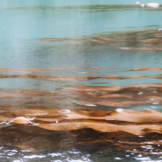 bull kelp in water