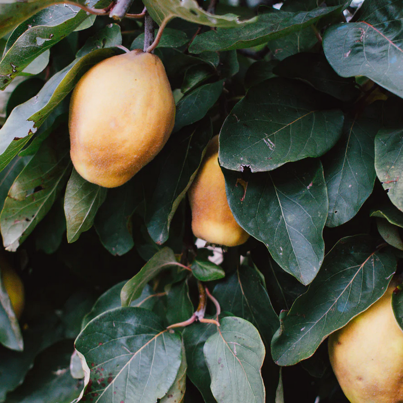 how to make a mango smoothie