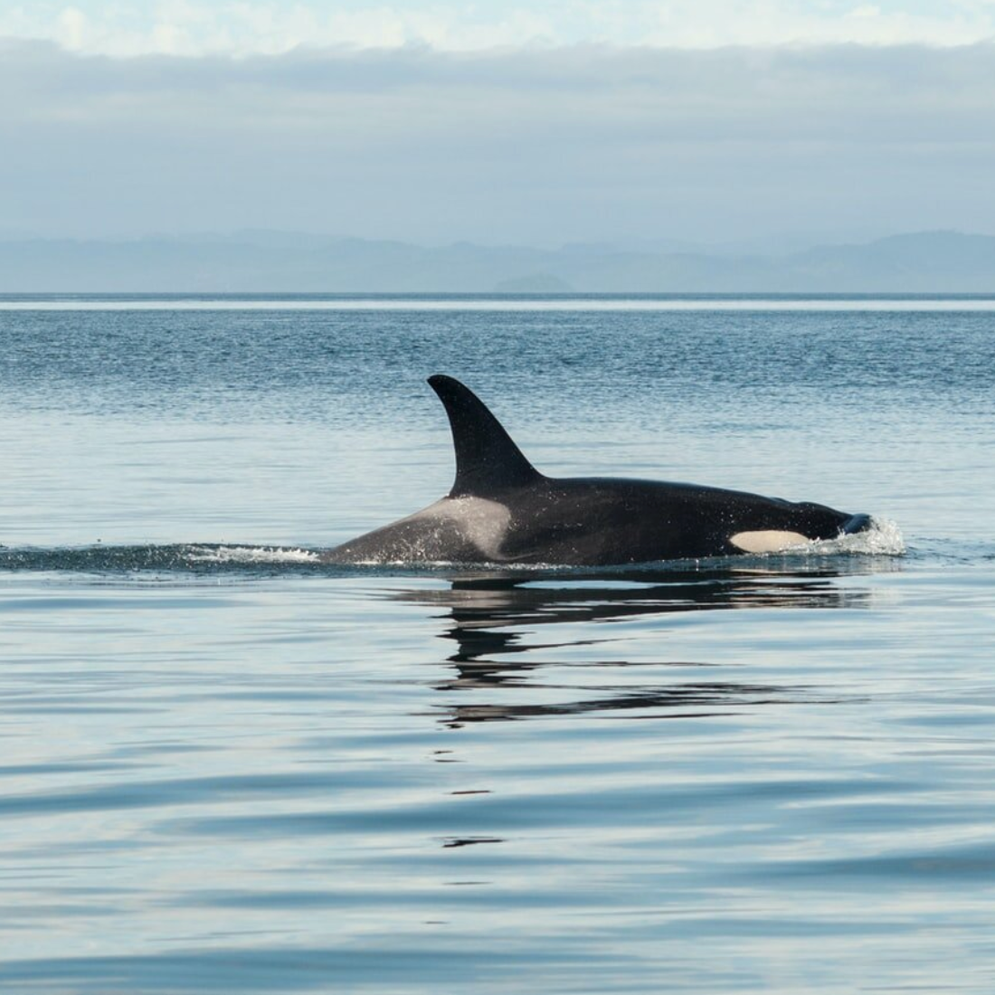 orca in salish sea