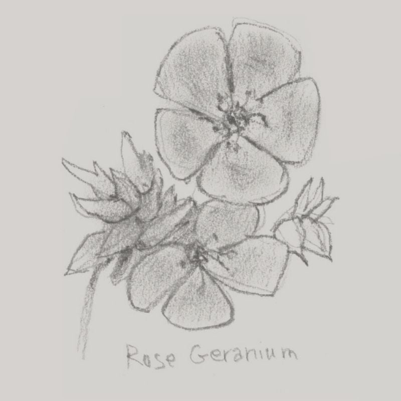 Rose Geranium Oil