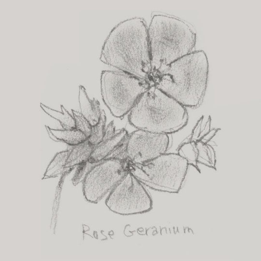 Rose Geranium Oil
