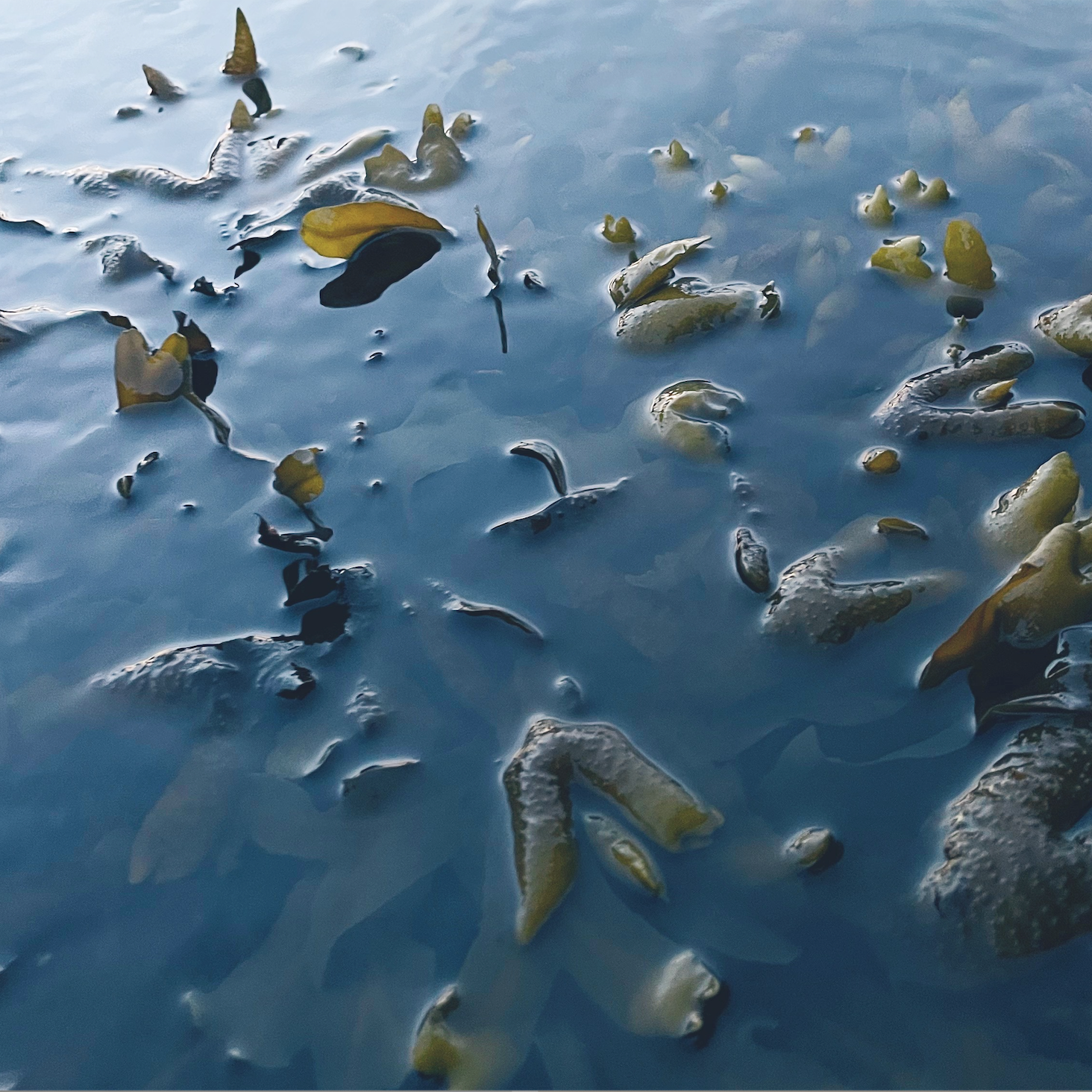 seaweed skincare for menopause