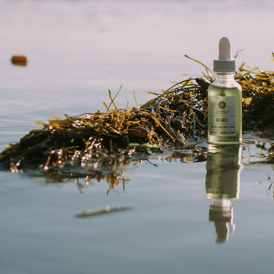 potent seaweed infused facial oil sitting in seaweed on the beach