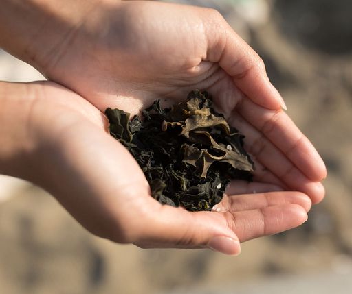 holding a handful of dried wakame seaweed