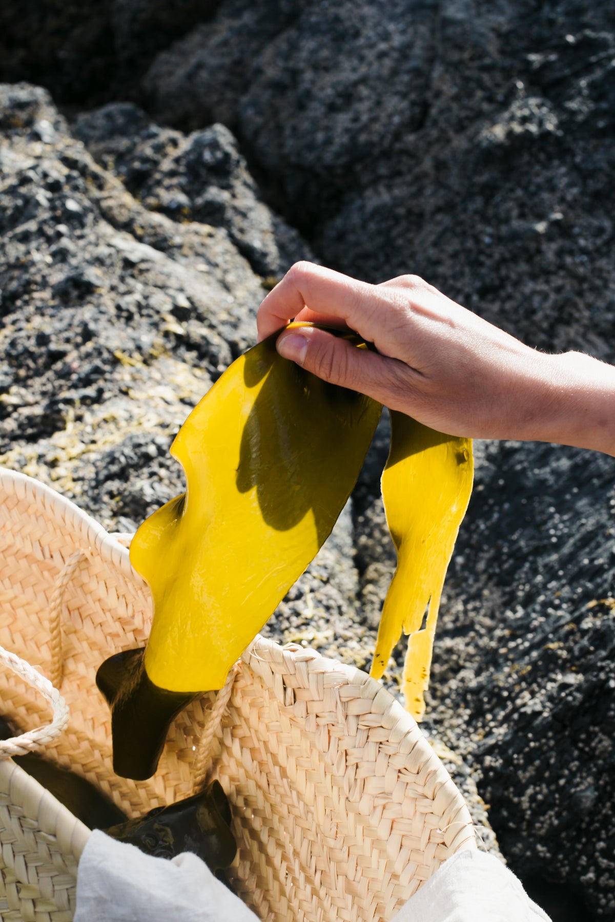 Hand placing freshly harvested bladderwrack seaweed into a woven basket on BC shoreline — Sealuxe wild ingredient sourcing
