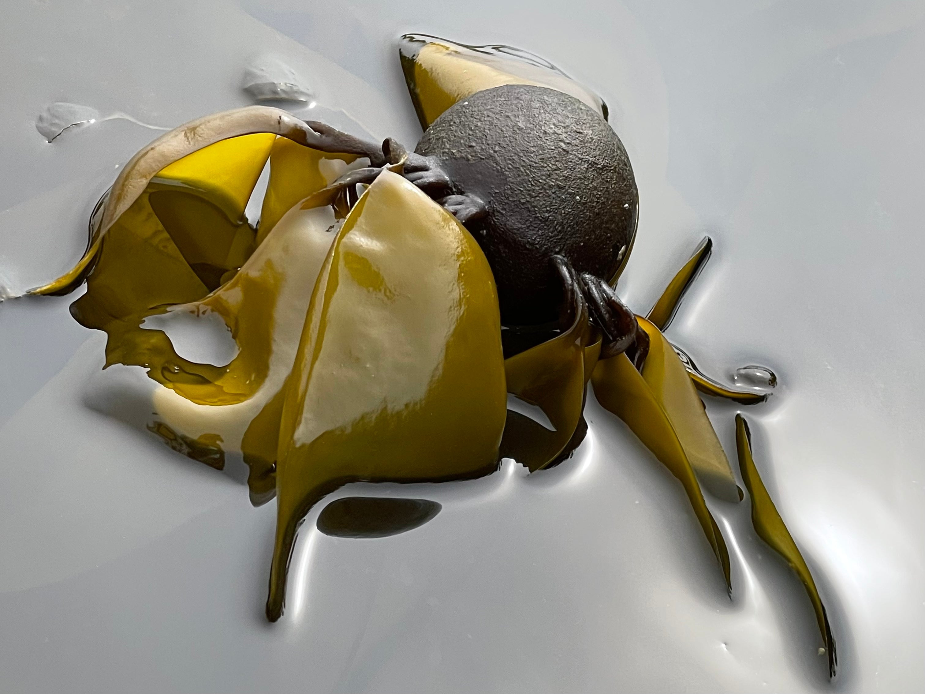 Close-up macro shot of fresh bull kelp frond texture and air bladder on rocky BC shore — Sealuxe seaweed ingredient