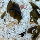 Close-up texture of Sealuxe Seaweed body scrub