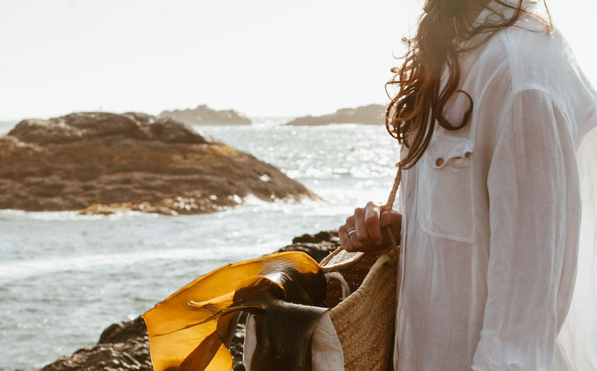 Freshly harvested bull kelp fronds spread across BC ocean rocks at low tide — Sealuxe wild West Coast seaweed ingredients