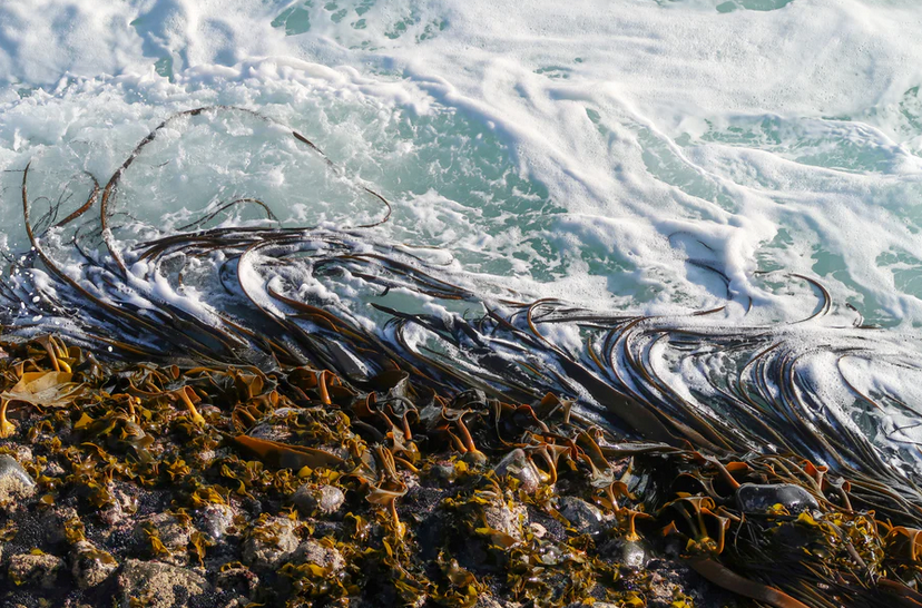 why we use seaweed in skincare